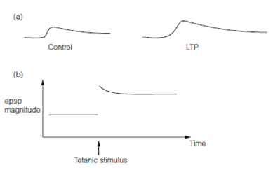 1541_Long-term potentiation (LTP).png